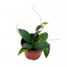 Hoya Caudata Sumatra 4Ch Rare Wax Plant Porcelian Flower