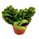 Hoya Hindu Rope 4Ch Carnosa Compacta Krinkle Kurl Curly Wax Plant