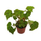 Deco Checks Green Begonia Rex 4Ch Painted-Leaf Begon