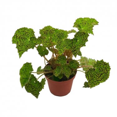 Deco Checks Green Begonia Rex 4Ch Painted-Leaf Begon