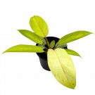 Philodendron Snowdrift 4Ch Rare Variegated Hybrid Philo