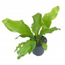 Bird Nest Fern Nidus 4Ch Asplenium Nidus Bird'S Nest