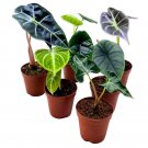 Rare Alocasia Assortment 2Ch Set Of 6 Jewel Variegated Jacklyn Cuprea Pixi