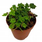 String Of Frogs A 2Ch Pot Frog Feet Plant Ficus Pumila Quercifolia Oak