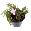 Begonia Bipinnatifida 4Ch Fern Leaf Begonia Pink Flower