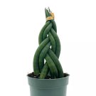 Braided African Spear Plant Cylindrical Snake Plant Spear Sansevieria Twisted