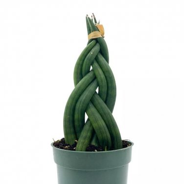 Braided African Spear Plant Cylindrical Snake Plant Spear Sansevieria Twisted