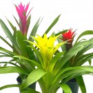 Colorful Bromeliad Assortment 4Ch Set Of 3 Guzmania Variety