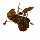 Hot Spot Begonia Begonia Rex 4Ch Pot Painted-Leaf