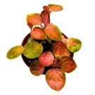 Great Pumpkin Peperomia 4Ch Orange Pep Green Variegation