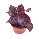 Black Heart Black Beauty Begonia Rex 4Ch Painted-L