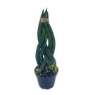 Braided African Spear Plant Cylindrical Snake Plant Spear Sansevieria Sansevi