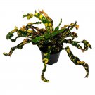 Twisted Variegated Croton Mammy 4Ch Very Rare Codiaeum Variegatum