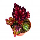 Red Hots Begonia Rex 4Ch Dark Black Red Spotted