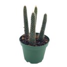Old Man Of The Andes Oreocereus Celsianus Rare Cactus 4Ch Pot Well Rooted