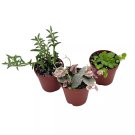 Succulent Strings Set Of 3 Variegated String Of Hearts Turtles Pearls Dolphi