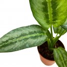 Rare House Plant Silverdukan 2Ch Schismatoglottis Achismatoglottis Stripe