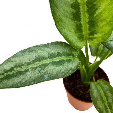 Rare House Plant Silverdukan 2Ch Schismatoglottis Achismatoglottis Stripe