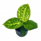 Dieffenbachia Reflector 4Ch Dumb Cane House Plant Variegated