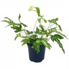Cretan Brake Fern 4Ch Silver Lace Fern Pteris Cretica Ribbon Table Fern