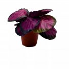 Calathea Rosie 4Ch Pot Pink Picturata Hot Pink Roseopicta Rosey Pink S