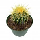 Golden Barrel Cactus 6Ch Echinocactus Grusonii Gold Ball Cacti