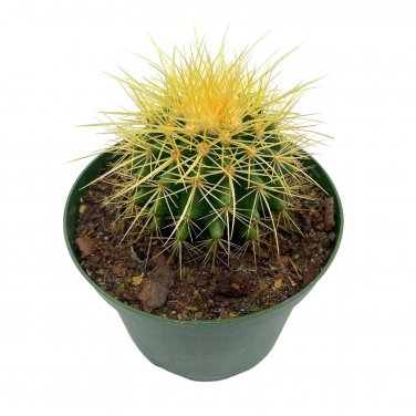 Golden Barrel Cactus 6Ch Echinocactus Grusonii Gold Ball Cacti