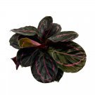 Calathea Roseopicta Dottie 4Ch Goeppertia 'Black Rose' Rose Painted Black