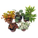 Premium Foliage Assortment Colorful Fern Set Growers Choice Always Random Ti