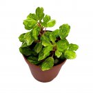 Peperomia Meridana Variegated 2Ch Green Valley Pep Pixie Variegata