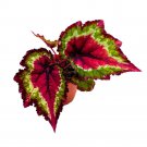 Red Star Begonia Rex 4Ch Deep Reddish Pink Center And Band Green W
