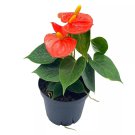 Anthurium Coral Orange - Ish 4Ch Heart Shaped Leaf