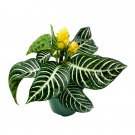 Zebra Plant Aphelandra Squarrosa Zebraplant A 4Ch Pot