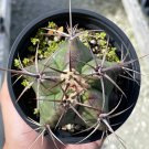 Ferocactus Emoryi Star Shaped Emory'S Barrel Cactus Coville'S Barrel Cactus 5