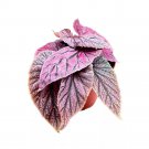 Maurice Amey Angel Wing Cane Begonia 6Ch Red Angel Wings