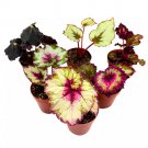 Begonia Rex Assortment 2Ch Set Of 6 Colorful Different Begonias