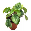 Watermelon Peperomia Peperomia Argyreia Water Melon Begonia A 4Ch Pot