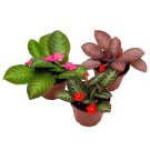 Flame Violet Episcia Cupreata Assortment Set 4Ch Pots 3 Different Velvet Pla