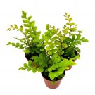 Delta Maidenhair Fern 2Ch Set Of 3 Adiantum Raddianum Tiny Mini Pixie