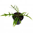 Philodendron Tortum 4Ch Corkscrew Philo