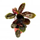 Peperomia Rugosa 4Ch Olive Brown Green Streaks Rare Pep
