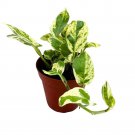 Pearls And Jade 4Ch Climbing Pothos Variegated Epipremnun Aureum