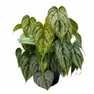 Philodendron Brandtianum 6Ch Pot Philodendron Brandi Silver Leaf Philo
