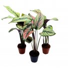 Calathea Majestica White Star 2Ch Set Of 3 Tiny Mini Pixie