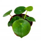Peperomia Raindrop 4Ch Polybotrya Rain Drop