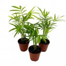 Neanthe Bella Palm 2Ch Set Of 3 Chamaedorea Elegans Bamboo Parlour Palm Tiny