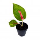 Red King 2Ch Red Stripe Aglaonema Commutatum