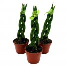 Braided Snake Plant 2Ch Set Of 3 Sansevieria Dragon Fingers Cylindrica Tiny M