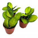 Hoya Variegated Australis 2Ch Set Of 3 Lisa Wax Plant Porcelain Flower Tiny M