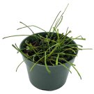 Hoya Retusa 4Ch Fuzzy Stems Curtain Hoya Wax Plant Wax Vine And Porcela